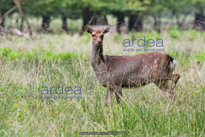 : Sika Deer - female : Sika Deer - female