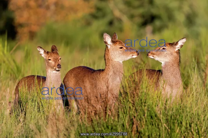 : Sika Deer - female and young standing in grass : Sika Deer - female and young standing in grass