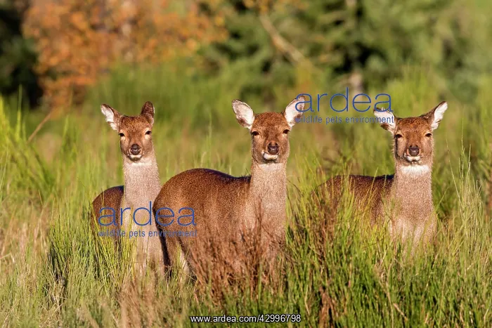  : Sika Deer - female and young standing in grass