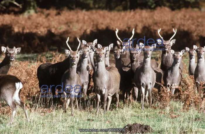 : SIKA DEER - herd : SIKA DEER - herd