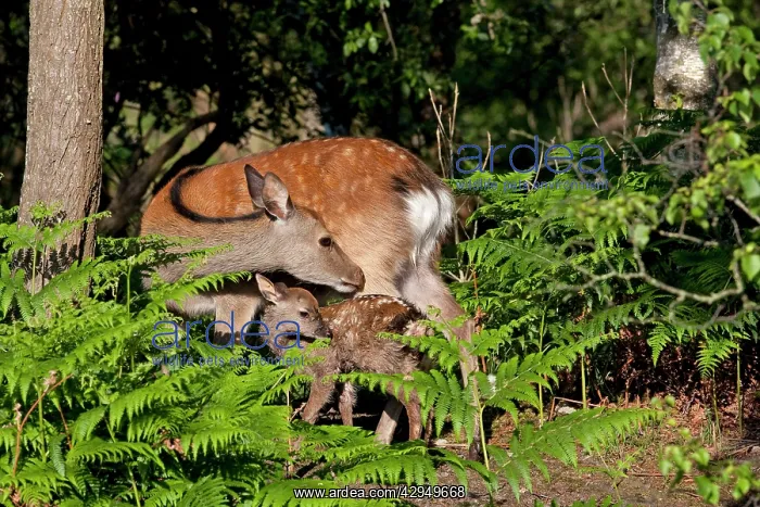 : Sika Deer - Hind with newly born calf : Sika Deer - Hind with newly born calf