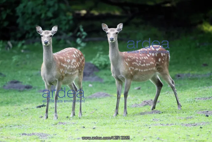 : Sika Deer - two hinds alert on meadow : Sika Deer - two hinds alert on meadow