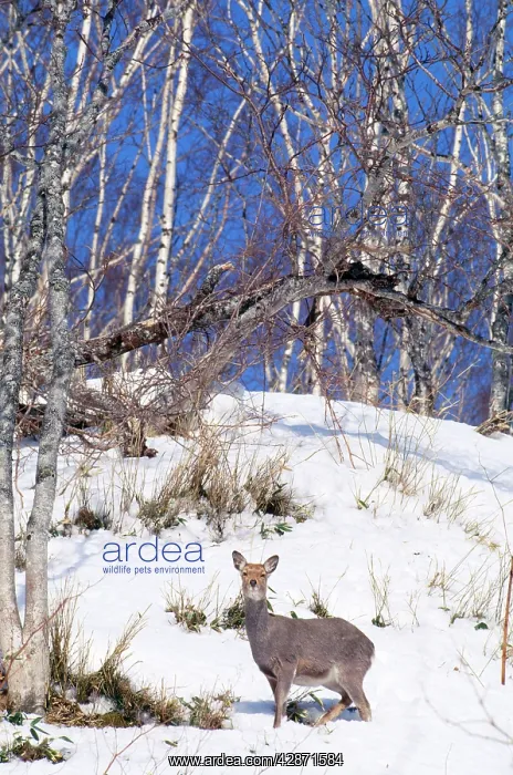 : Sika Deer / Japanese Deer : Sika Deer / Japanese Deer