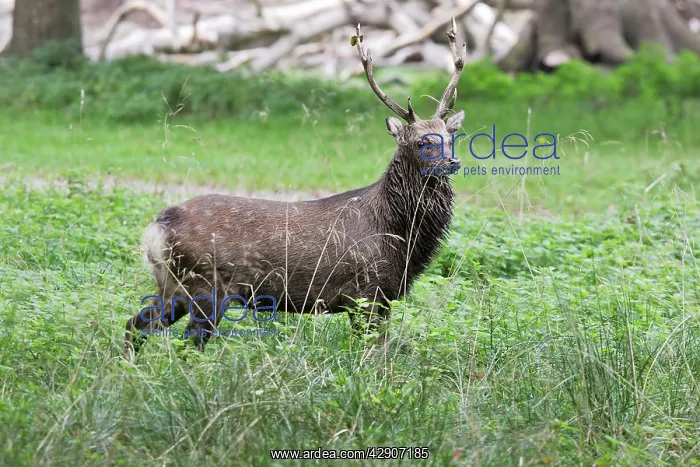 : Sika Deer - male : Sika Deer - male