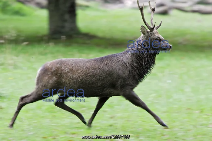 : Sika Deer - male : Sika Deer - male