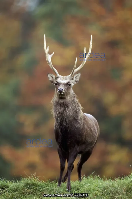 : Sika DEER - male : Sika DEER - male