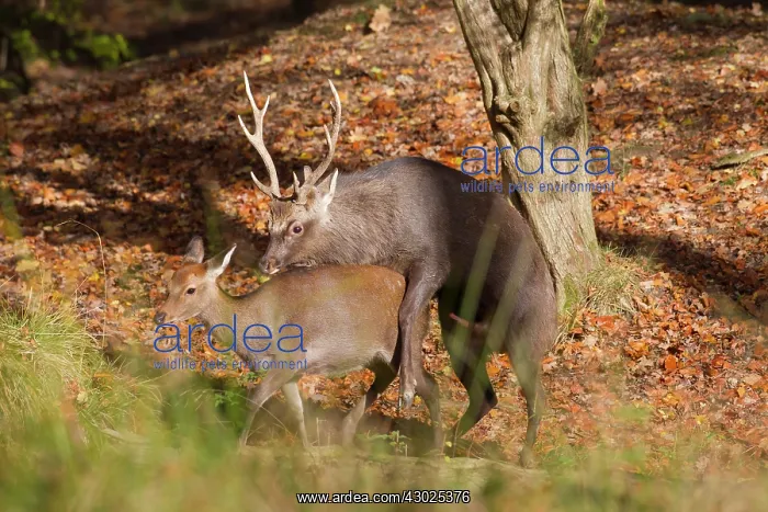 : Sika Deer mating Sika Deer stag and female mating Denma : Sika Deer mating Sika Deer stag and female mating Denma