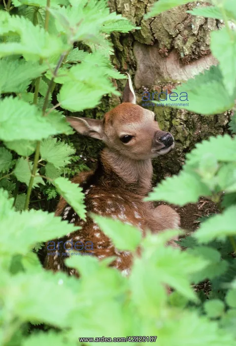: Sika DEER - protected by nettles : Sika DEER - protected by nettles