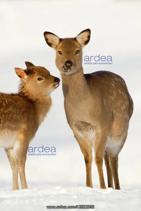 : Sika Deer - in snow : Sika Deer - in snow