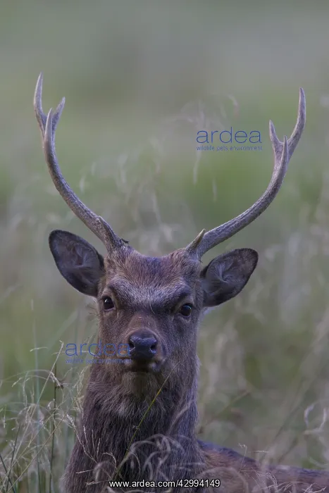 : Sika Deer - stag portrait - Danmark : Sika Deer - stag portrait - Danmark