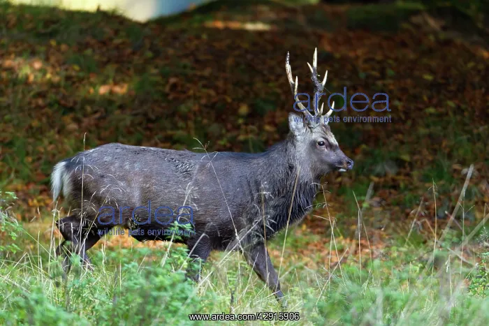 : Sika Deer - stag - during the rut : Sika Deer - stag - during the rut