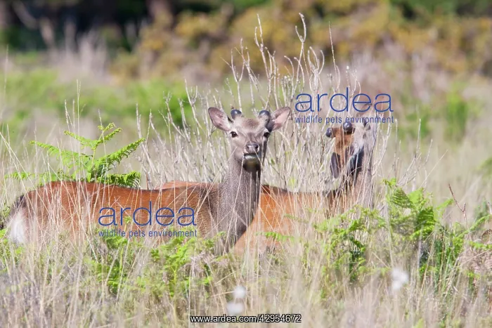 : Sika Deer - two stags with cast antlers : Sika Deer - two stags with cast antlers