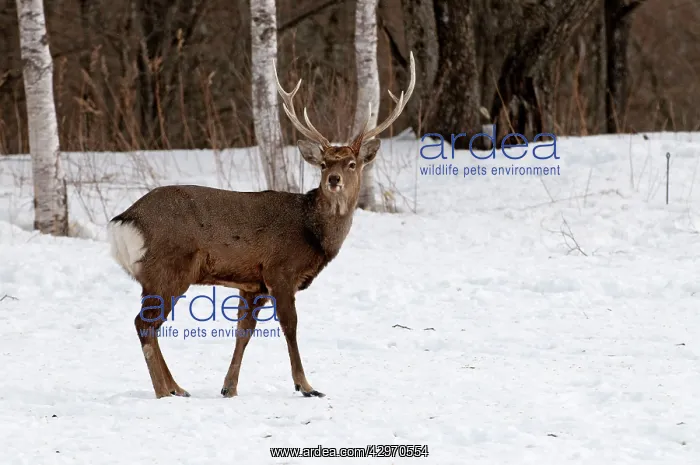 : Sika Deer - standing in snow : Sika Deer - standing in snow