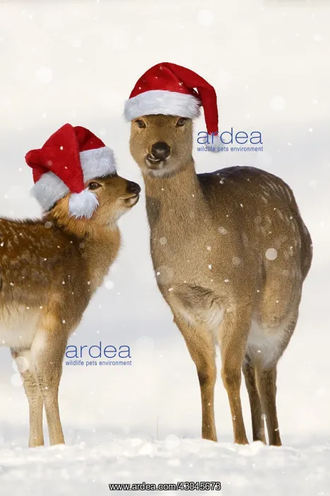 : Sika Deer, wearing Christmas hats in snow, Yorkshire UK : Sika Deer, wearing Christmas hats in snow, Yorkshire UK