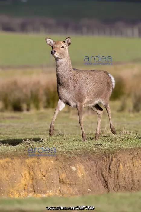: Sika Deer - Winter : Sika Deer - Winter