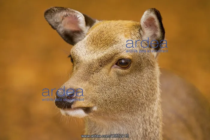 : Sika Deer - young female in beech woodland : Sika Deer - young female in beech woodland