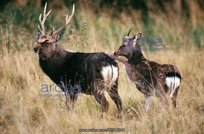 : Sika DEER - young male provoking old stag : Sika DEER - young male provoking old stag