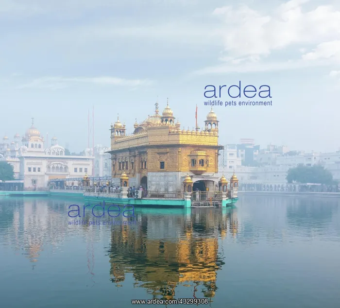 : Sikh gurdwara Golden Temple (Harmandir Sahib) in : Sikh gurdwara Golden Temple (Harmandir Sahib) in