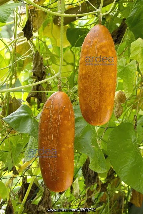 : Sikkim cucumber (Cucumis sativus var. sikkimensis) : Sikkim cucumber (Cucumis sativus var. sikkimensis)