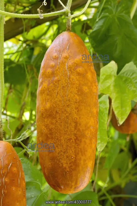 : Sikkim cucumber (Cucumis sativus var. sikkimensis) : Sikkim cucumber (Cucumis sativus var. sikkimensis)