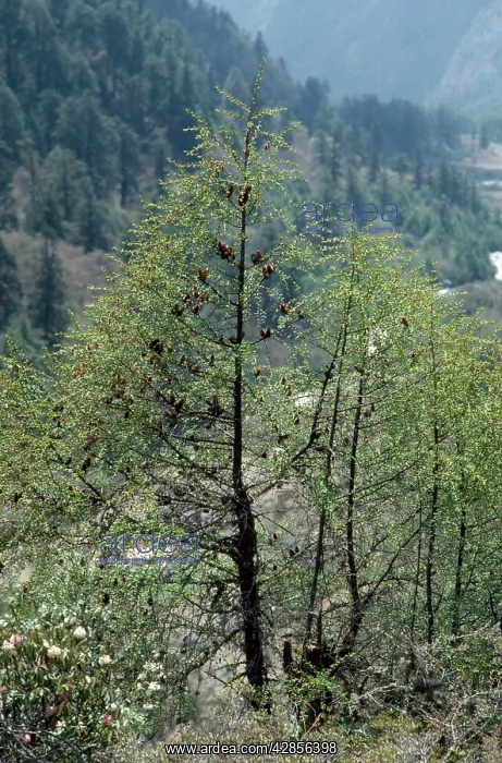 : Sikkim Larch : Sikkim Larch