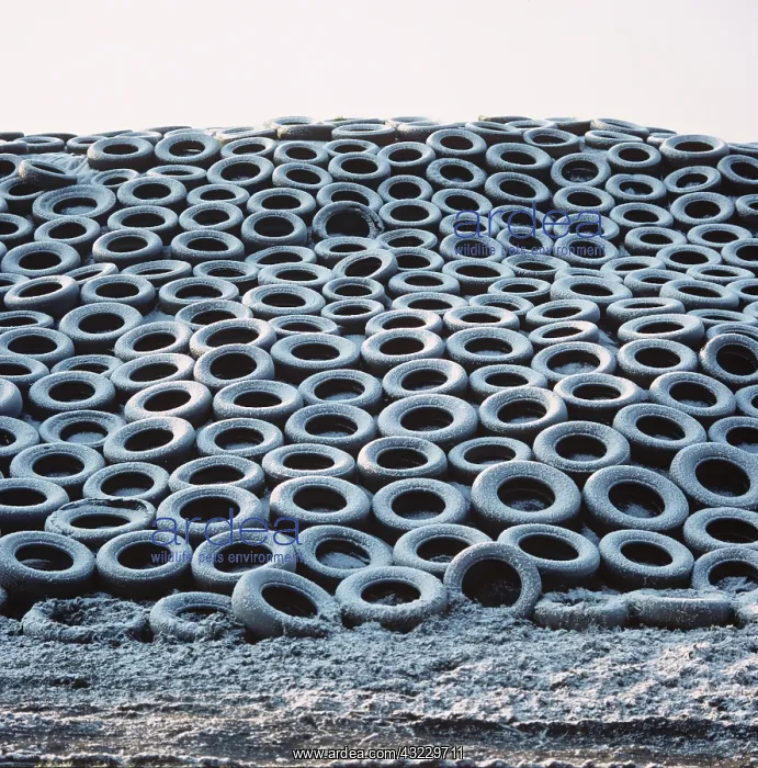 : Silage heap with snow-covered tires : Silage heap with snow-covered tires