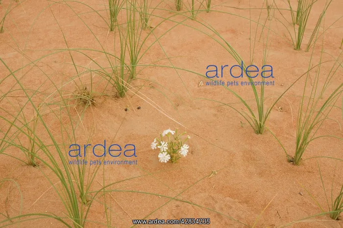 : Silene flower - growing in sand dune : Silene flower - growing in sand dune