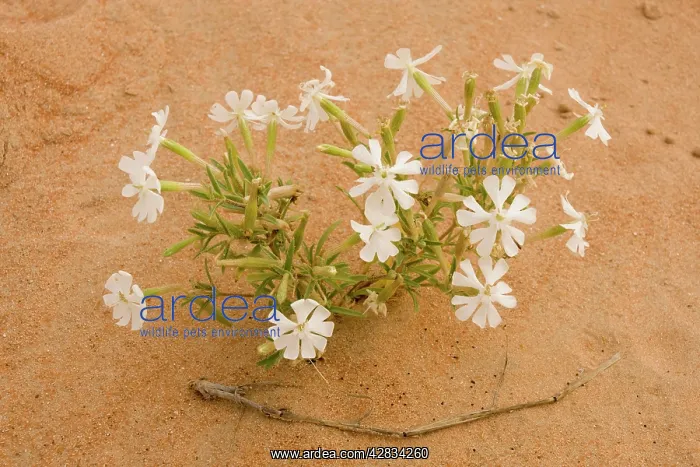: Silene flower - growing in sand dune : Silene flower - growing in sand dune