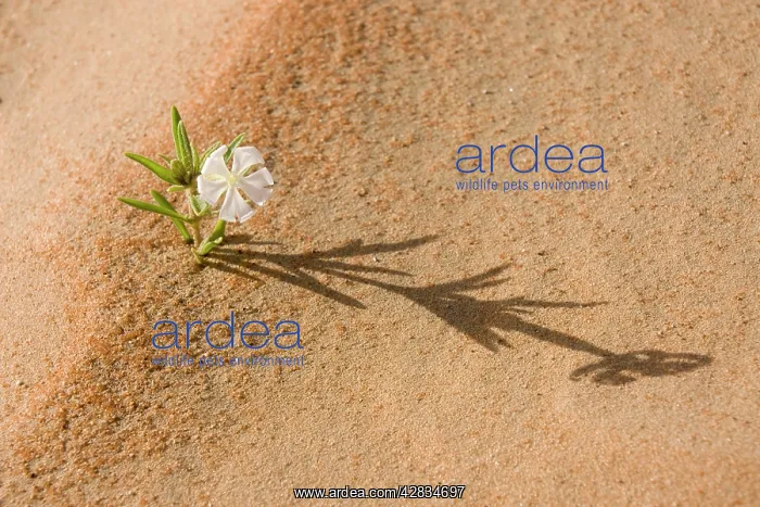 : Silene flower - growing in sand dune : Silene flower - growing in sand dune