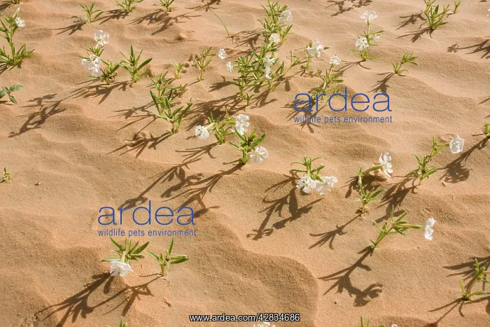 : Silene flowers - growing in sand dune : Silene flowers - growing in sand dune