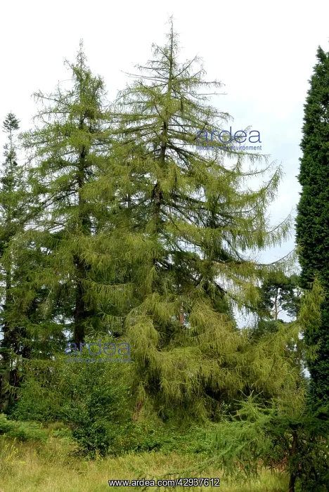 : Silesian / European Larch : Silesian / European Larch