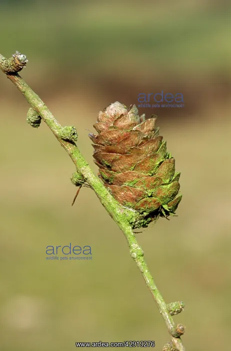 : SILESIAN LARCH CONE : SILESIAN LARCH CONE