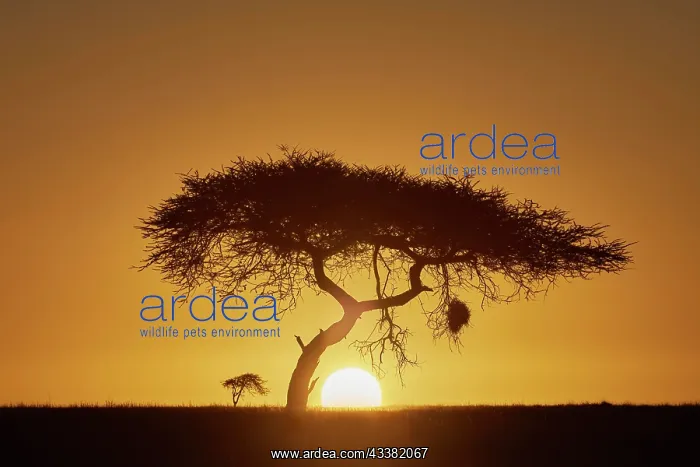: Silhouette of an acacia tree at sunrise, backlight : Silhouette of an acacia tree at sunrise, backlight