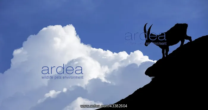 : Silhouette of Alpine ibex (Capra ibex) against thunderstorm : Silhouette of Alpine ibex (Capra ibex) against thunderstorm
