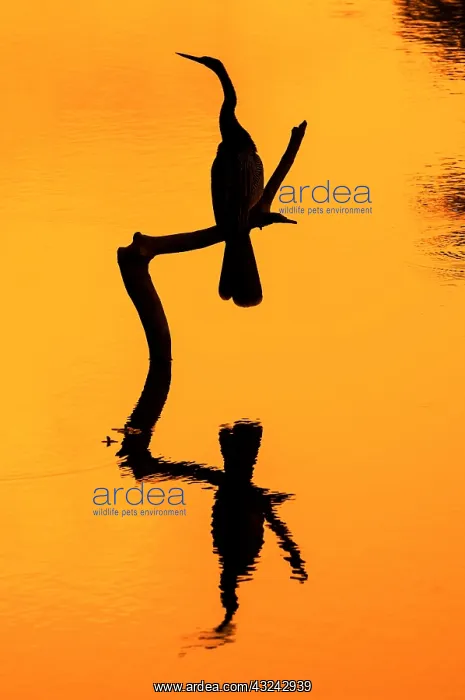 : Silhouette of American darter (Anhinga anhinga) : Silhouette of American darter (Anhinga anhinga)