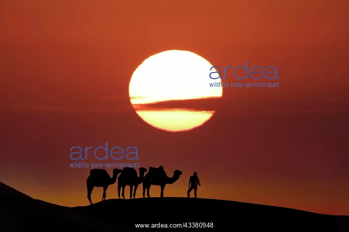 : Silhouette of three camels and their handler aga : Silhouette of three camels and their handler aga