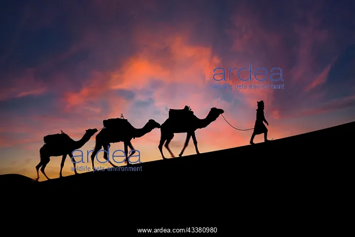 : Silhouette of three camels and their handler aga : Silhouette of three camels and their handler aga