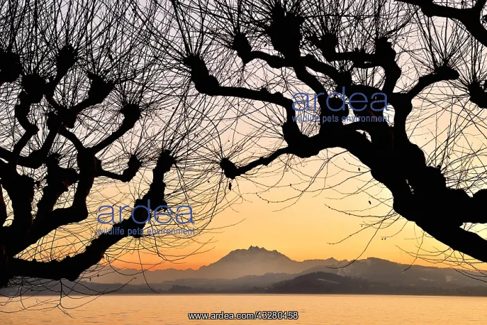 : Silhouette of chestnut trees in front of a mountain : Silhouette of chestnut trees in front of a mountain