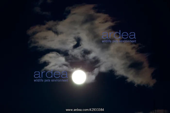  : Silhouette of clouds at night - backlit by new, full moon