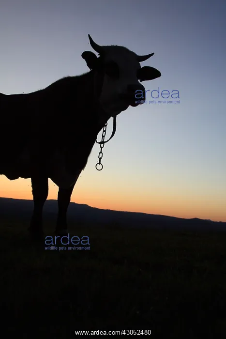 : Silhouette of a cow in the meadow at sunset France : Silhouette of a cow in the meadow at sunset France