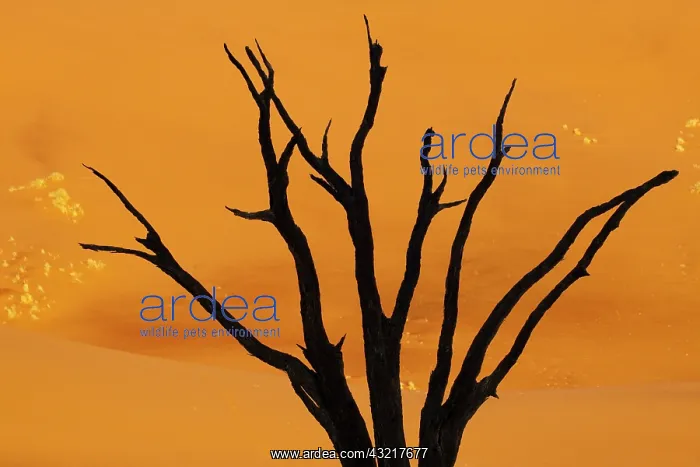 : Silhouette of dead tree against sand dune : Silhouette of dead tree against sand dune