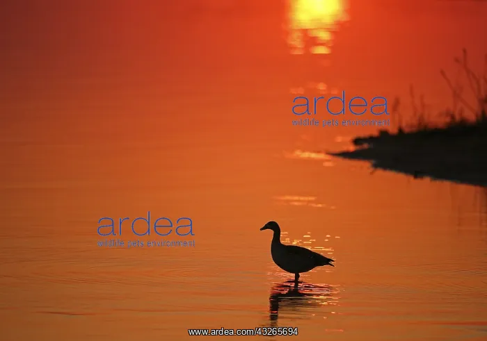 : Silhouette of a Egyptian Goose (Alopochen aegyp : Silhouette of a Egyptian Goose (Alopochen aegyp