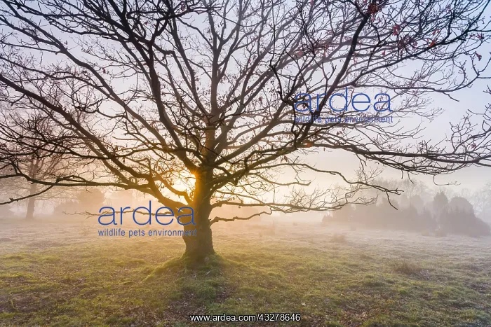: Silhouette of English Oak (Quercus robur) again : Silhouette of English Oak (Quercus robur) again