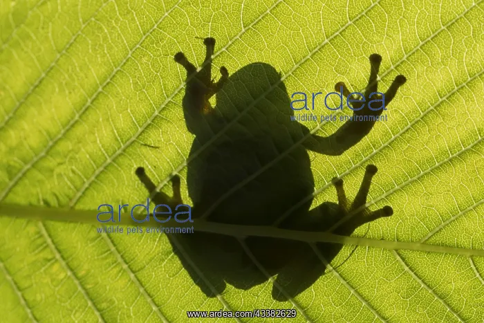 : Silhouette of European tree frog (Hyla arborea) : Silhouette of European tree frog (Hyla arborea)