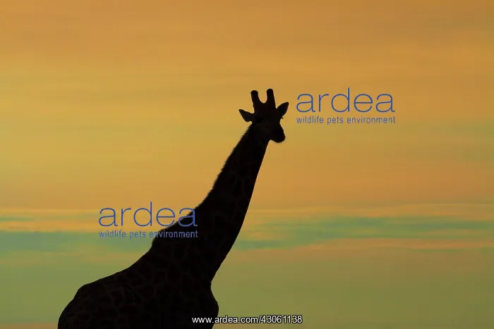 : Silhouette of Giraffe (Giraffa camelopardalis : Silhouette of Giraffe (Giraffa camelopardalis