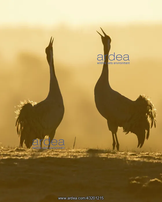 : Silhouette of Grey Common cranesn (grus grus), pair : Silhouette of Grey Common cranesn (grus grus), pair
