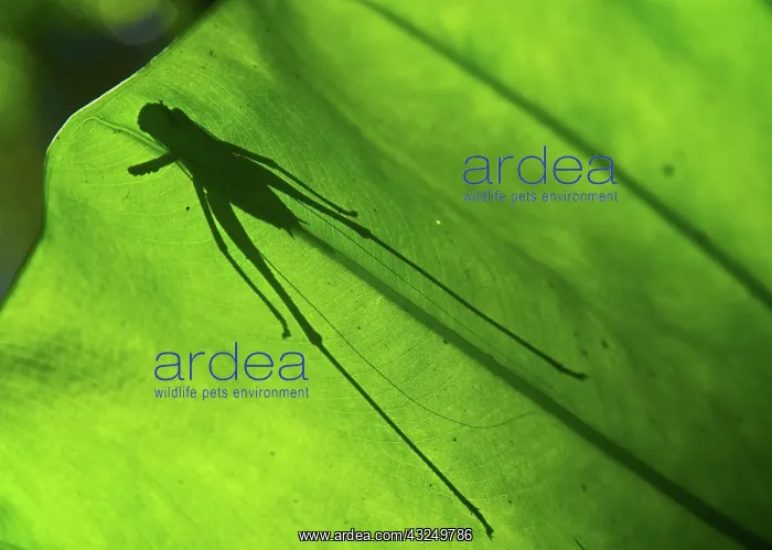 : Silhouette of insect, Cat Ba national park : Silhouette of insect, Cat Ba national park