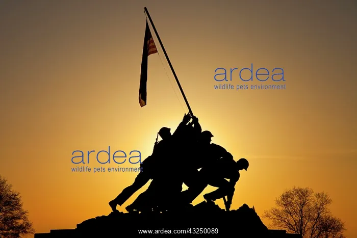 : Silhouette of Iwo Jima Memorial in Arlington : Silhouette of Iwo Jima Memorial in Arlington