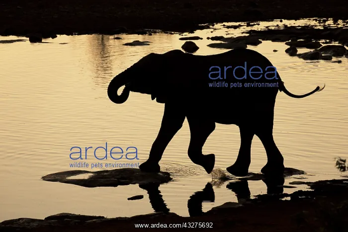 : Silhouette of a juvenile African Elephant (Loxo : Silhouette of a juvenile African Elephant (Loxo
