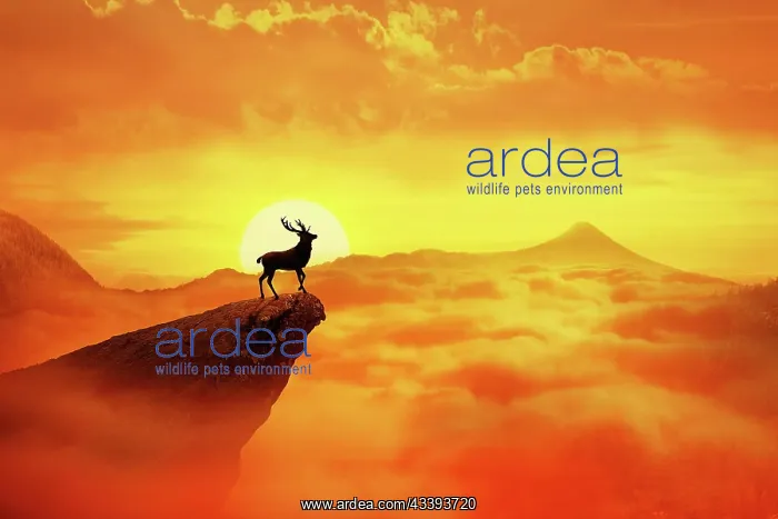 : Silhouette of a lonely deer with long horns standing : Silhouette of a lonely deer with long horns standing